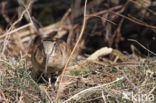 Eurasian Woodcock (Scolopax rusticola)