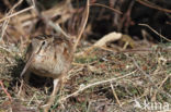 Eurasian Woodcock (Scolopax rusticola)