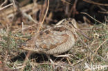 Houtsnip (Scolopax rusticola)