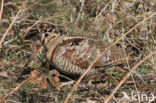 Eurasian Woodcock (Scolopax rusticola)