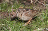 Eurasian Woodcock (Scolopax rusticola)