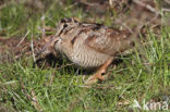 Eurasian Woodcock (Scolopax rusticola)