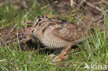 Houtsnip (Scolopax rusticola)