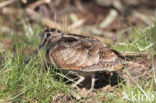 Eurasian Woodcock (Scolopax rusticola)