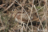 Eurasian Woodcock (Scolopax rusticola)