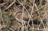 Eurasian Woodcock (Scolopax rusticola)