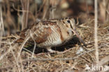 Houtsnip (Scolopax rusticola)