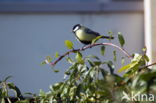 Great Tit (Parus major)