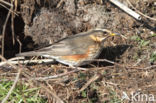 Koperwiek (Turdus iliacus)