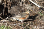 Koperwiek (Turdus iliacus)