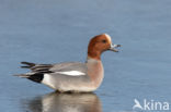 Wigeon (Anas penelope)