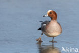 Wigeon (Anas penelope)