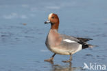 Wigeon (Anas penelope)