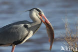 Grey Heron (Ardea cinerea)