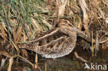 Common Snipe (Gallinago gallinago)