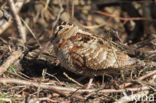 Eurasian Woodcock (Scolopax rusticola)