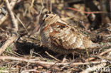 Houtsnip (Scolopax rusticola)