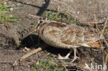 Eurasian Woodcock (Scolopax rusticola)