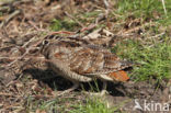 Houtsnip (Scolopax rusticola)