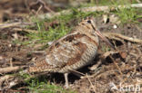 Houtsnip (Scolopax rusticola)