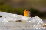 European Robin (Erithacus rubecula)