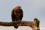 Buizerd (Buteo buteo)