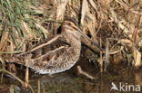 Watersnip (Gallinago gallinago)