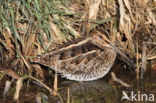 Common Snipe (Gallinago gallinago)