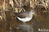 Green Sandpiper (Tringa ochropus)