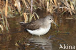 Green Sandpiper (Tringa ochropus)