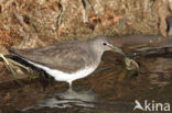 Green Sandpiper (Tringa ochropus)