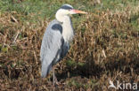 Blauwe Reiger (Ardea cinerea)