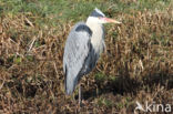 Grey Heron (Ardea cinerea)