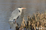 Blauwe Reiger (Ardea cinerea)