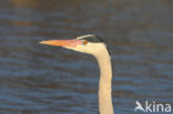 Blauwe Reiger (Ardea cinerea)