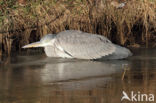 Grey Heron (Ardea cinerea)