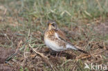 Kramsvogel (Turdus pilaris)