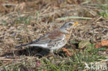 Kramsvogel (Turdus pilaris)