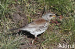 Kramsvogel (Turdus pilaris)