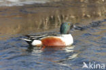 Slobeend (Anas clypeata)