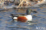 Northern Shoveler (Anas clypeata)