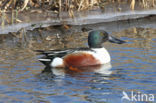 Slobeend (Anas clypeata)