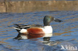 Slobeend (Anas clypeata)