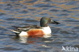 Northern Shoveler (Anas clypeata)