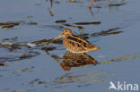 Watersnip (Gallinago gallinago)