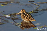 Common Snipe (Gallinago gallinago)