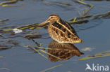 Common Snipe (Gallinago gallinago)