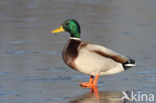 Mallard