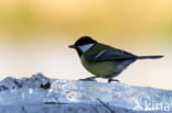 Great Tit (Parus major)