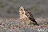 Common Buzzard (Buteo buteo)